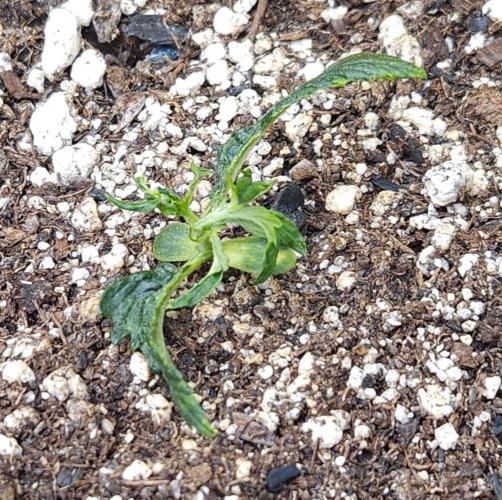 LSO Autoflowers 2.0 !. Week 5 - Wedding Cake (Day 13)