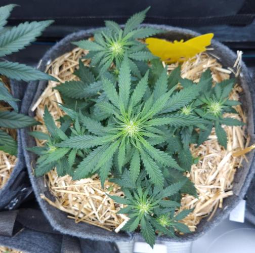 LSO Autoflowers 2.0 !. Week 5 - Gorilla Zkittlez (Day 29)