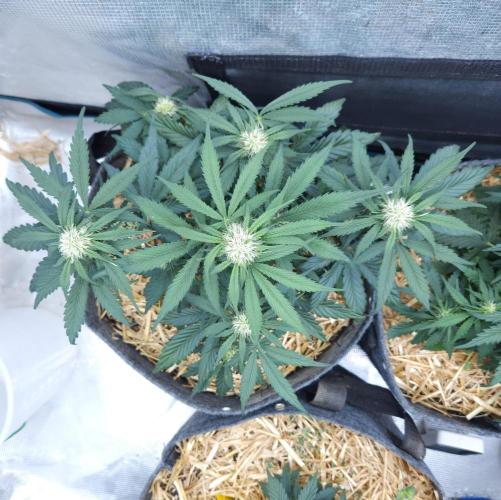 LSO Autoflowers 2.0 !. Week 5 - Grape Gorilla (Day 30)