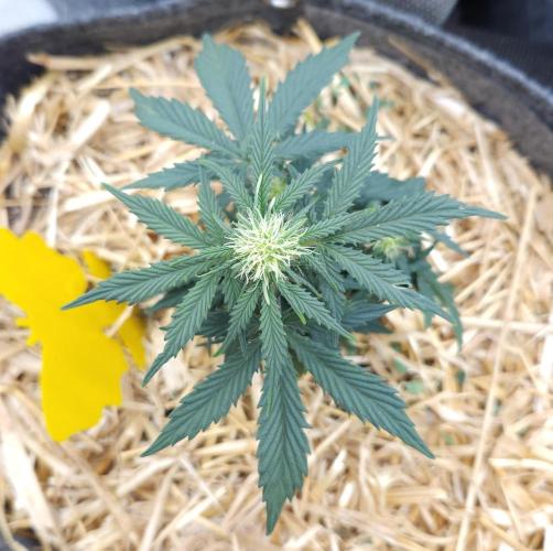 LSO Autoflowers 2.0 !. Week 5 - Grape Tuna (Day 30)