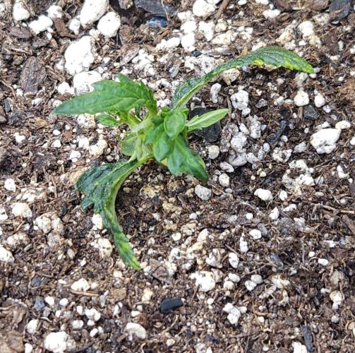 LSO Autoflowers 2.0 !. Week 5 - Wedding Cake (Day 14)