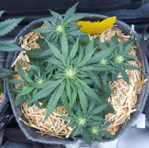 LSO Autoflowers 2.0 !. Week 5 - Gorilla Zkittlez (Day 30)