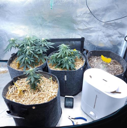 LSO Autoflowers 2.0 !. Week 5 - 11/20/25