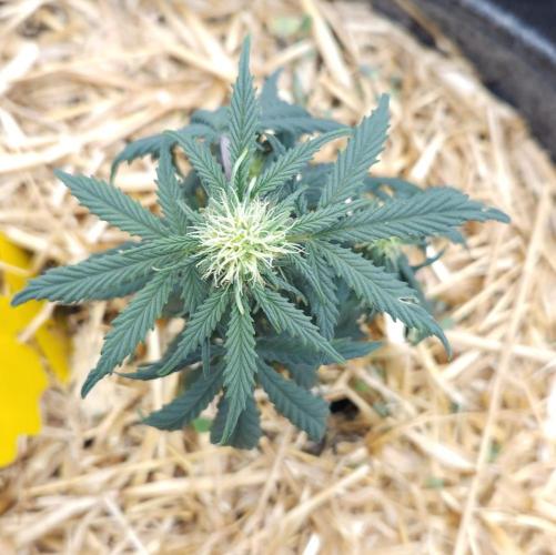 LSO Autoflowers 2.0 !. Week 5 - Grape Tuna (Day 31)