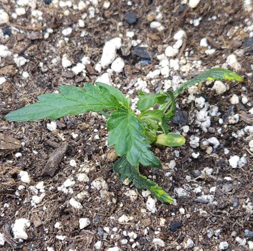 LSO Autoflowers 2.0 !. Week 5 - Wedding Cake (Day 15)