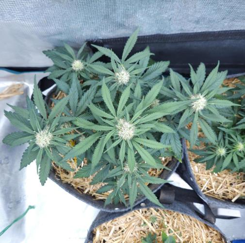 LSO Autoflowers 2.0 !. Week 5 - Grape Gorilla (Day 33)