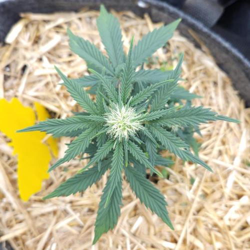 LSO Autoflowers 2.0 !. Week 5 - Grape Tuna (Day 33)