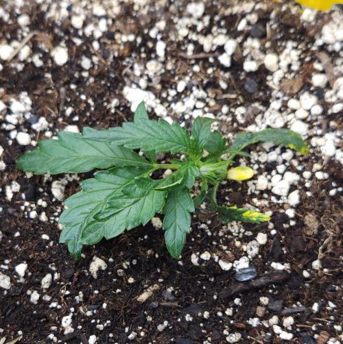LSO Autoflowers 2.0 !. Week 5 - Wedding Cake (Day 17)
