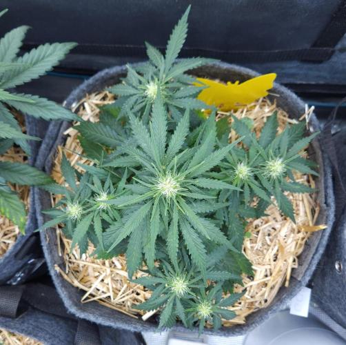 LSO Autoflowers 2.0 !. Week 5 - Gorilla Zkittlez (Day 33)