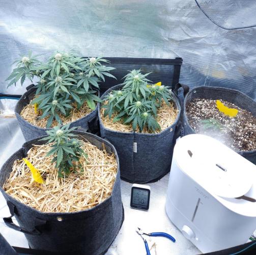 LSO Autoflowers 2.0 !. Week 5 - 11/23/25