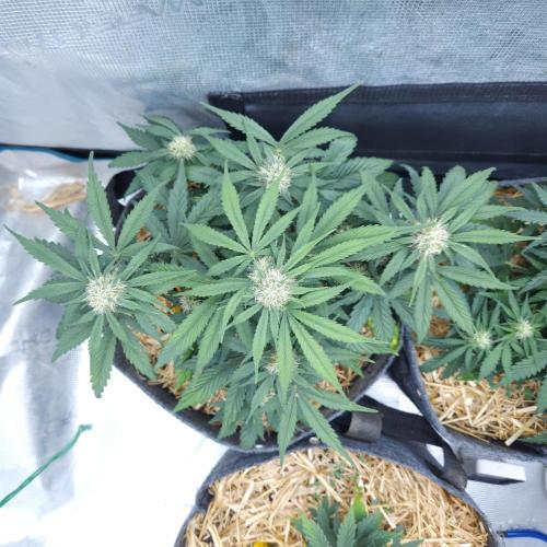 LSO Autoflowers 2.0 !. Week 5 - Grape Gorilla (Day 35)