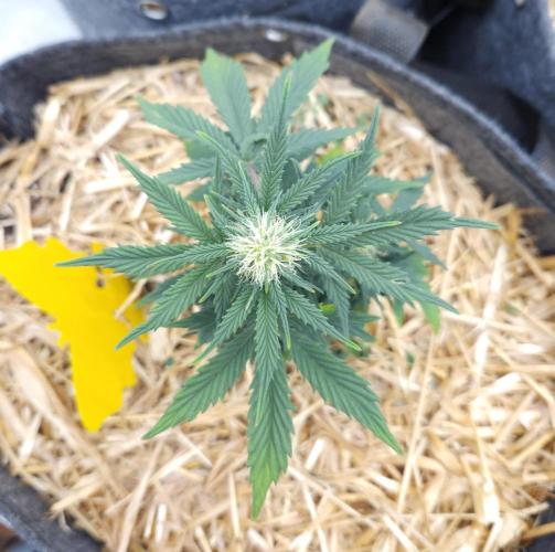 LSO Autoflowers 2.0 !. Week 5 - Grape Tuna (Day 35)