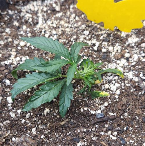 LSO Autoflowers 2.0 !. Week 5 - Wedding Cake (Day 19)