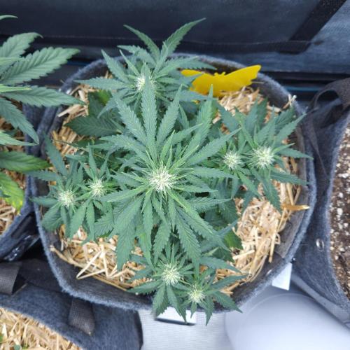 LSO Autoflowers 2.0 !. Week 5 - Gorilla Zkittlez (Day 35)