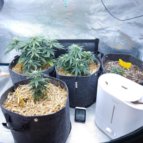 LSO Autoflowers 2.0 !. Week 5 - 11/25/25