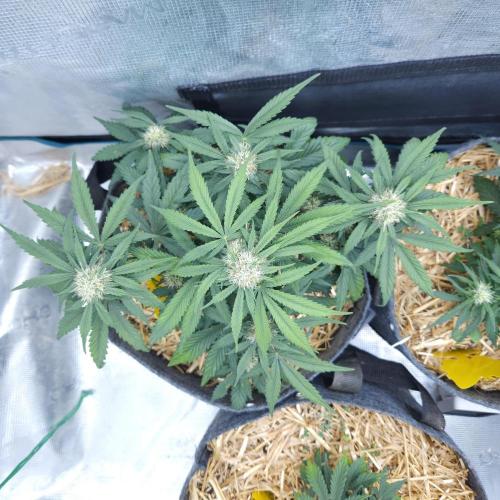 LSO Autoflowers 2.0 !. Week 6 - Grape Gorilla (Day 36)