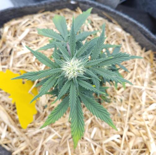 LSO Autoflowers 2.0 !. Week 6 - Grape Tuna (Day 36)