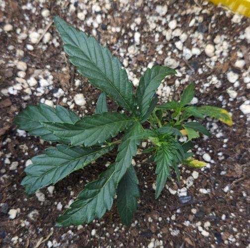 LSO Autoflowers 2.0 !. Week 6 - Wedding Cake Day 20)