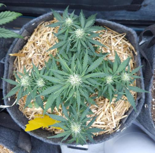 LSO Autoflowers 2.0 !. Week 6 - Gorilla Zkittlez (Day 36)