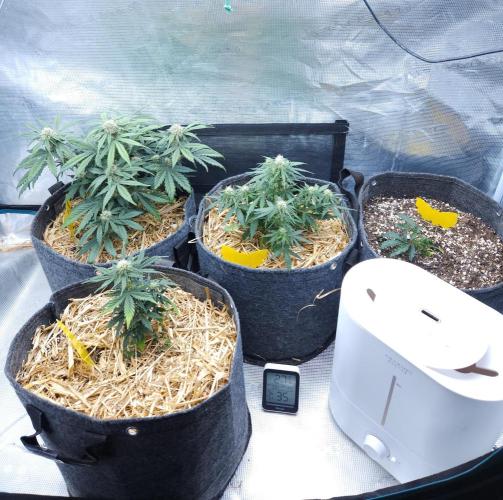 LSO Autoflowers 2.0 !. Week 6 - 11/26/25