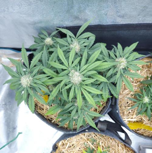 LSO Autoflowers 2.0 !. Week 6 - Grape Gorilla (Day 37)