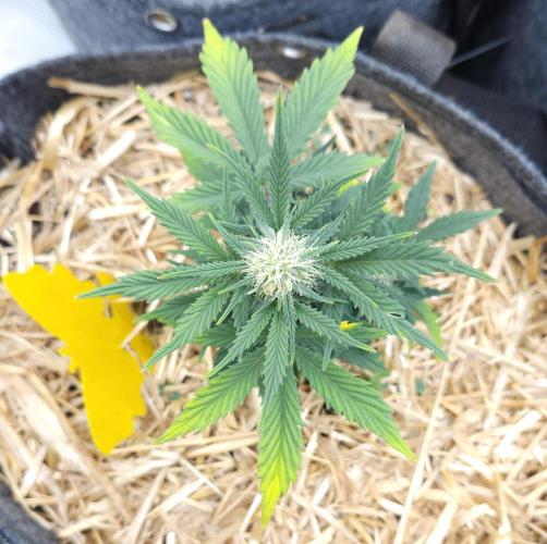 LSO Autoflowers 2.0 !. Week 6 - Grape Tuna (Day 37)