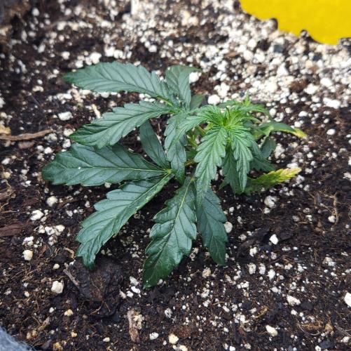 LSO Autoflowers 2.0 !. Week 6 - Wedding Cake (Day 21)