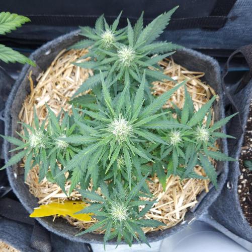 LSO Autoflowers 2.0 !. Week 6 - Gorilla Zkittlez (Day 37)