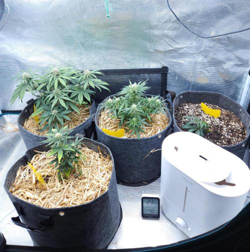 LSO Autoflowers 2.0 !. Week 6 - 11/27/25
