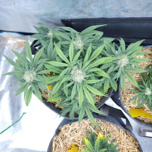 LSO Autoflowers 2.0 !. Week 6 - Grape Gorilla (Day 39)