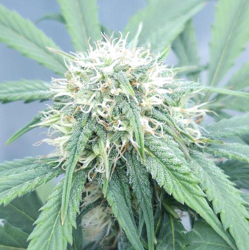 LSO Autoflowers 2.0 !. Week 6 - Grape Gorilla (Day 39)