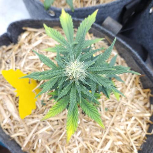 LSO Autoflowers 2.0 !. Week 6 - Grape Tuna (Day 39)