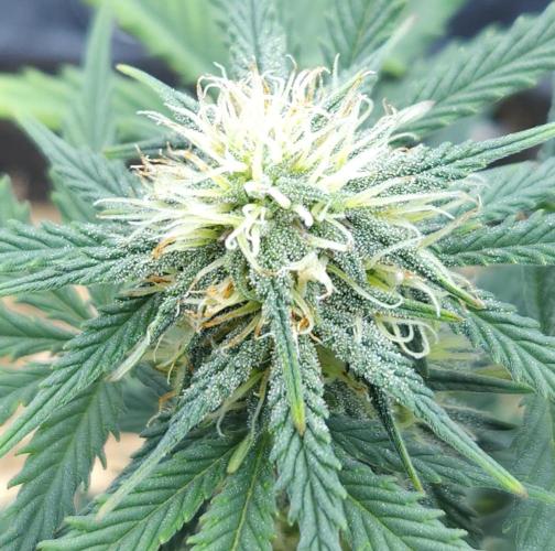 LSO Autoflowers 2.0 !. Week 6 - Grape Tuna (Day 39)