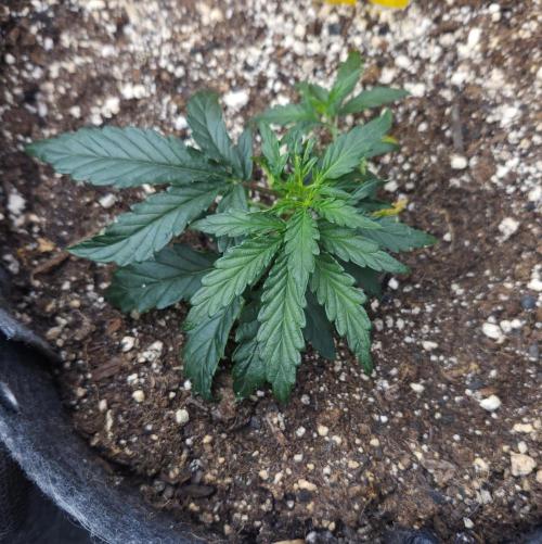LSO Autoflowers 2.0 !. Week 6 - Wedding Cake (Day 23)