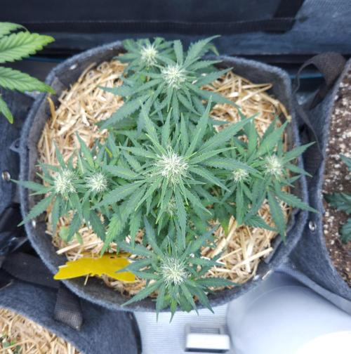 LSO Autoflowers 2.0 !. Week 6 - Gorilla Zkittlez (Day 39)