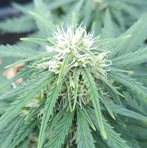 LSO Autoflowers 2.0 !. Week 6 - Gorilla Zkittlez (Day 39)