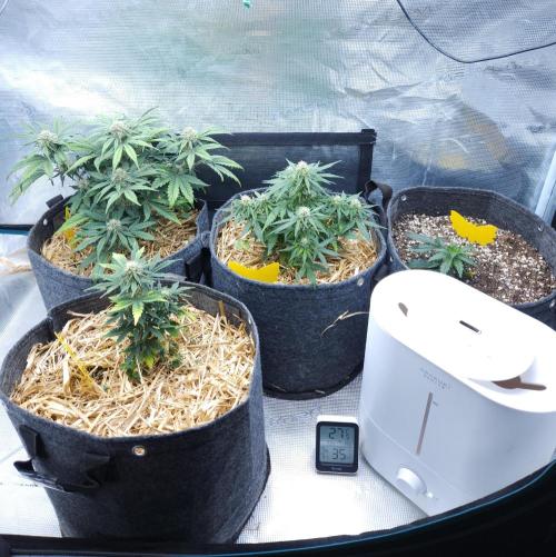 LSO Autoflowers 2.0 !. Week 6 - 11/29/25