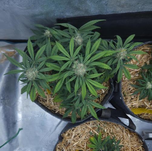 LSO Autoflowers 2.0 !. Week 6 - Grape Gorilla (Day 40