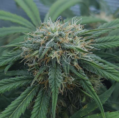 LSO Autoflowers 2.0 !. Week 6 - Grape Gorilla (Day 40)