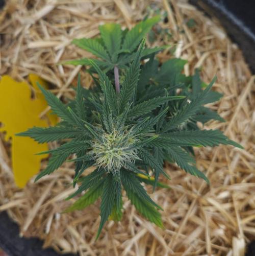 LSO Autoflowers 2.0 !. Week 6 - Grape Tuna (Day 40)