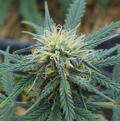 LSO Autoflowers 2.0 !. Week 6 - Grape Tuna (Day 40)