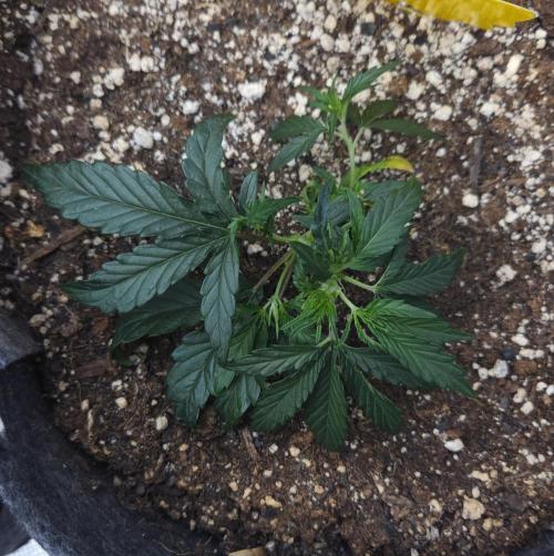 LSO Autoflowers 2.0 !. Week 6 - Wedding Cake (Day 24)