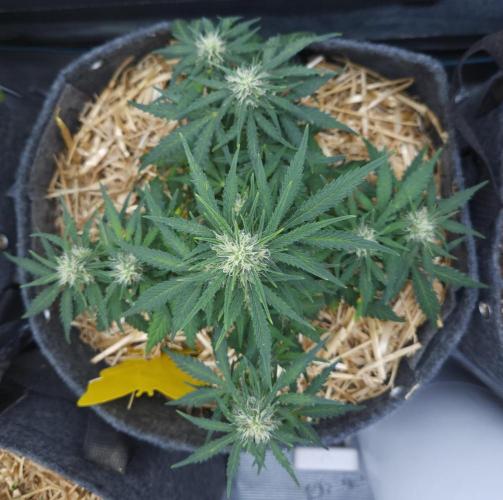 LSO Autoflowers 2.0 !. Week 6 - Gorilla Zkittlez (Day 40)