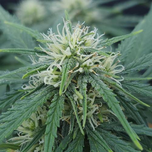 LSO Autoflowers 2.0 !. Week 6 - Gorilla Zkittlez (Day 40)