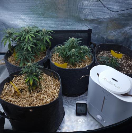 LSO Autoflowers 2.0 !. Week 6 - 11/30/25