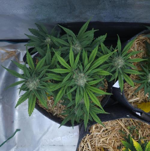 LSO Autoflowers 2.0 !. Week 6 - Grape Gorilla (Day 41)