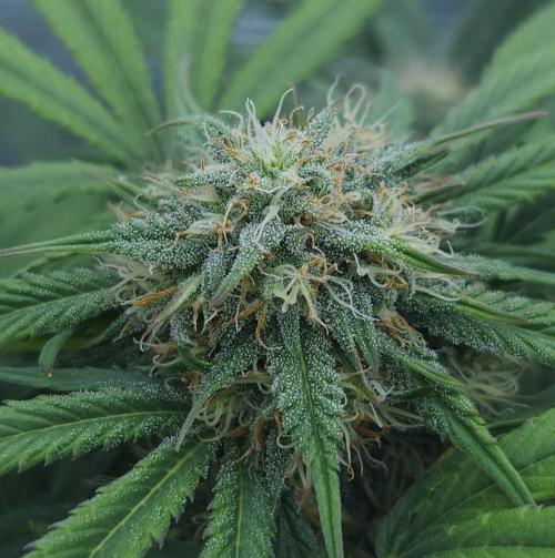 LSO Autoflowers 2.0 !. Week 6 - Grape Gorilla (Day 41)