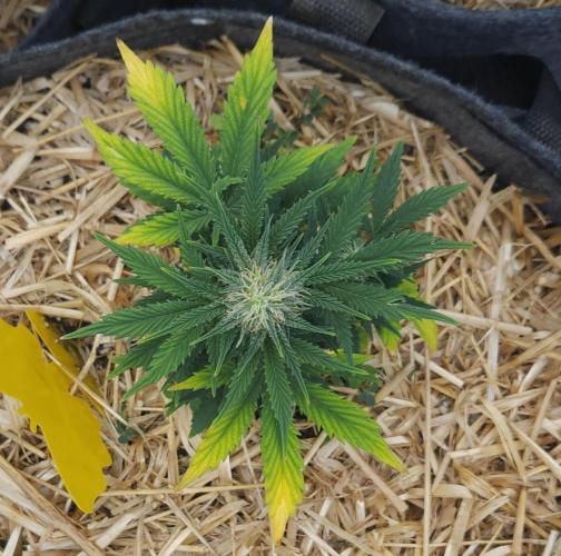 LSO Autoflowers 2.0 !. Week 6 - Grape Tuna (Day 41)