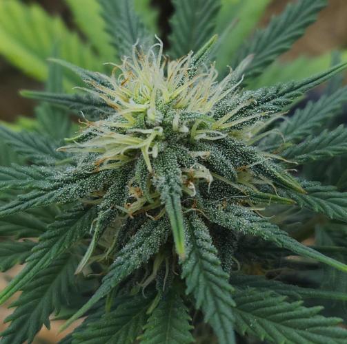 LSO Autoflowers 2.0 !. Week 6 - Grape Tuna (Day 41)