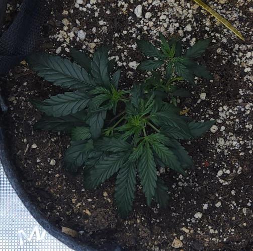 LSO Autoflowers 2.0 !. Week 6 - Wedding Cake (Day 25)